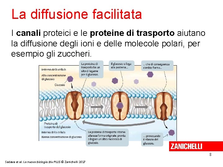 La diffusione facilitata I canali proteici e le proteine di trasporto aiutano la diffusione