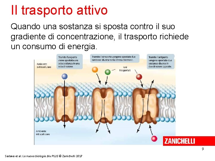 Il trasporto attivo Quando una sostanza si sposta contro il suo gradiente di concentrazione,