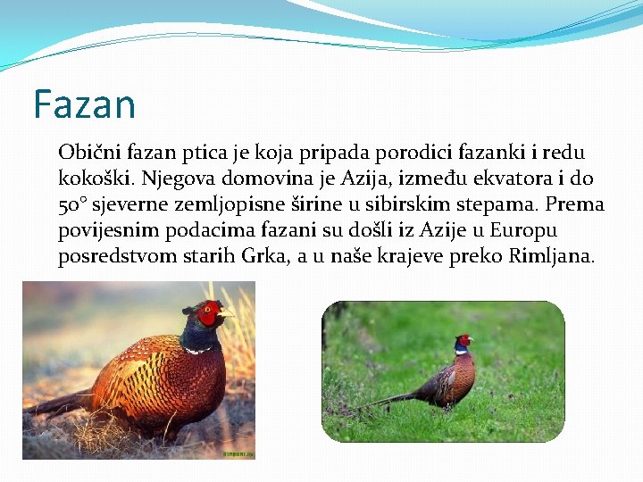 Fazan Obični fazan ptica je koja pripada porodici fazanki i redu kokoški. Njegova domovina