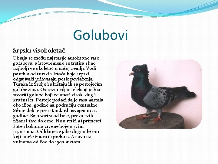 Golubovi Srpski visokoletač Ubraja se među najstarije autohtone rase golubova, a istovremeno se tretira