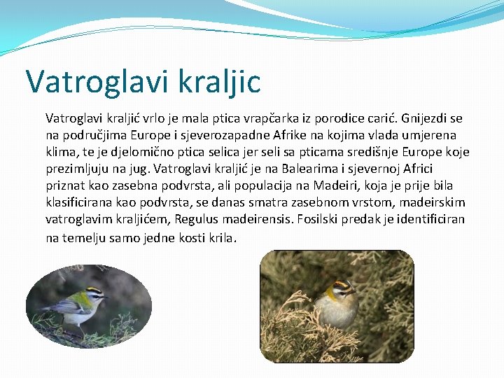 Vatroglavi kraljic Vatroglavi kraljić vrlo je mala ptica vrapčarka iz porodice carić. Gnijezdi se