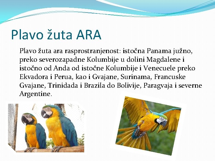 Plavo žuta ARA Plavo žuta ara rasprostranjenost: istočna Panama južno, preko severozapadne Kolumbije u