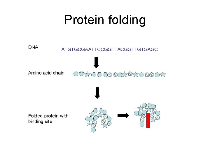 Protein folding 