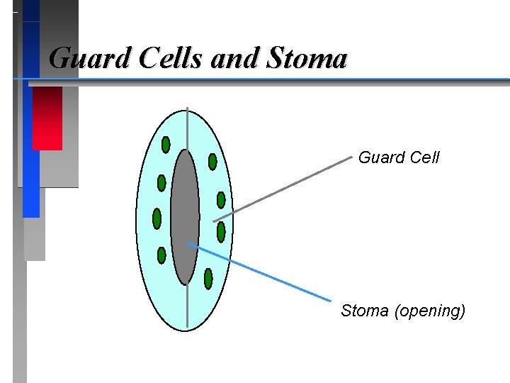 Guard Cells and Stoma Guard Cell Stoma (opening) 