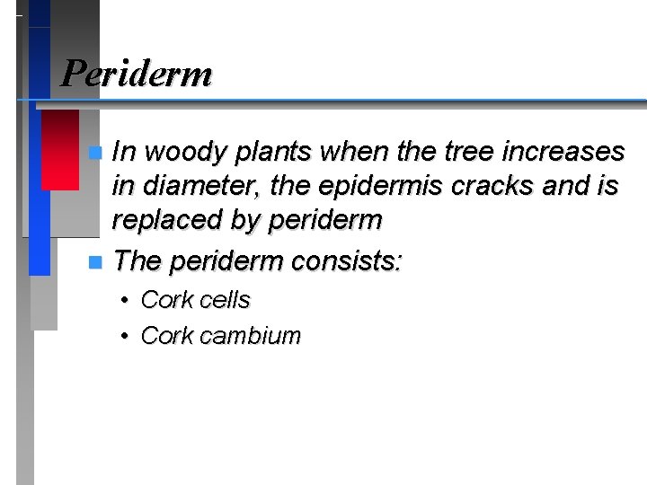 Periderm In woody plants when the tree increases in diameter, the epidermis cracks and