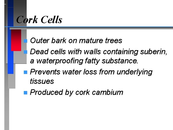 Cork Cells Outer bark on mature trees n Dead cells with walls containing suberin,