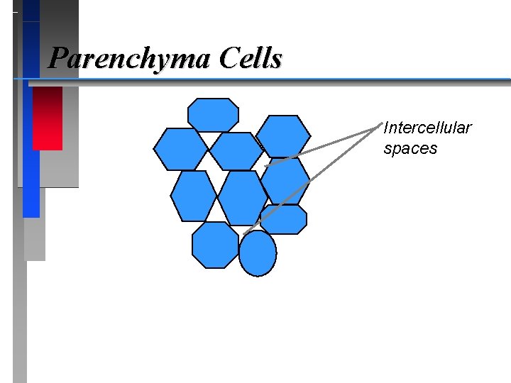 Parenchyma Cells Intercellular spaces 