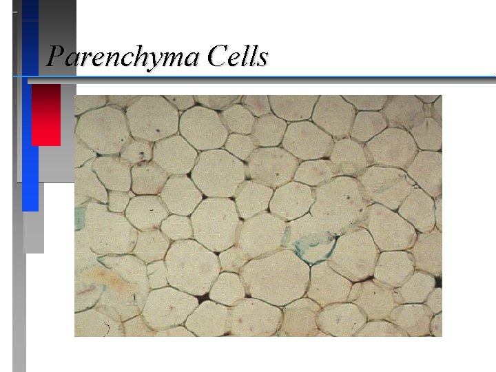 Parenchyma Cells 