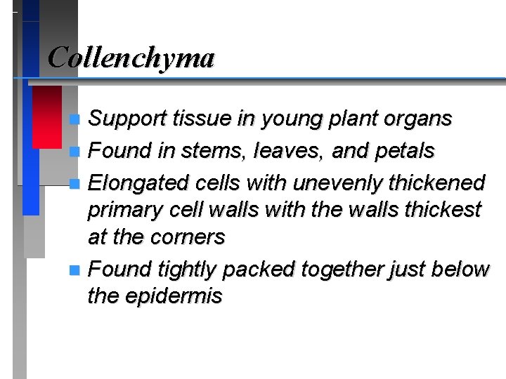 Collenchyma Support tissue in young plant organs n Found in stems, leaves, and petals