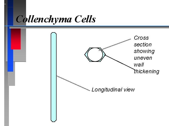 Collenchyma Cells Cross section showing uneven wall thickening Longitudinal view 