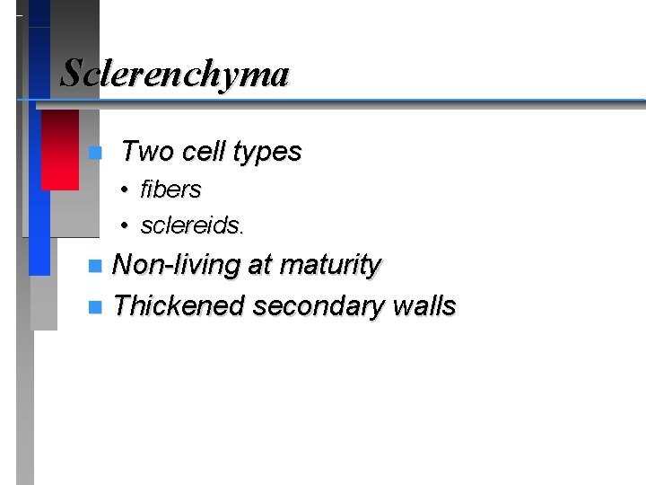 Sclerenchyma n Two cell types • fibers • sclereids. Non-living at maturity n Thickened