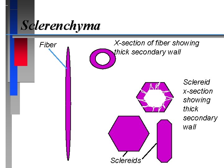 Sclerenchyma Fiber X-section of fiber showing thick secondary wall Sclereid x-section showing thick secondary