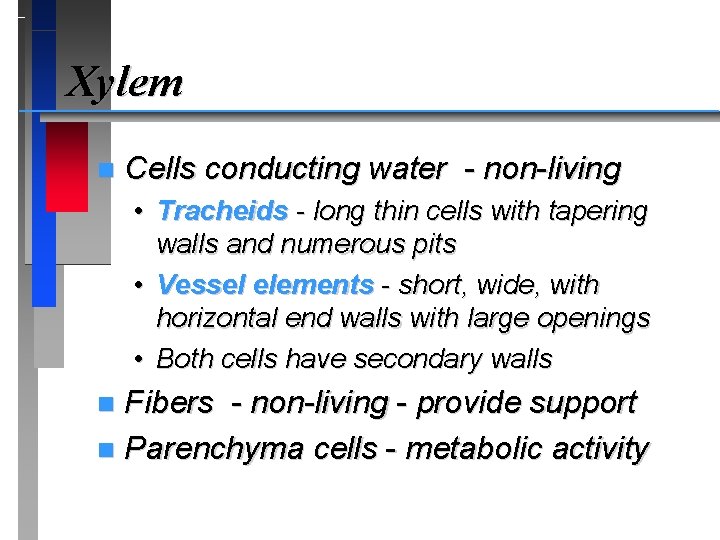 Xylem n Cells conducting water - non-living • Tracheids - long thin cells with