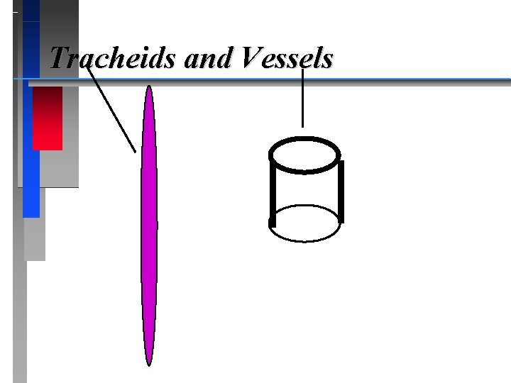 Tracheids and Vessels 