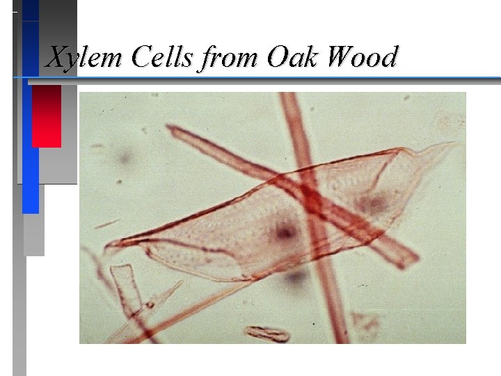 Xylem Cells from Oak Wood 