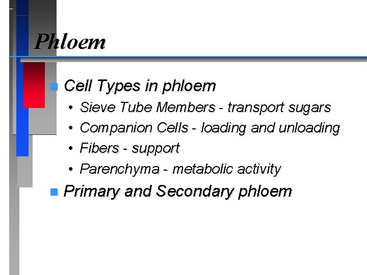 Phloem n Cell Types in phloem • • n Sieve Tube Members - transport
