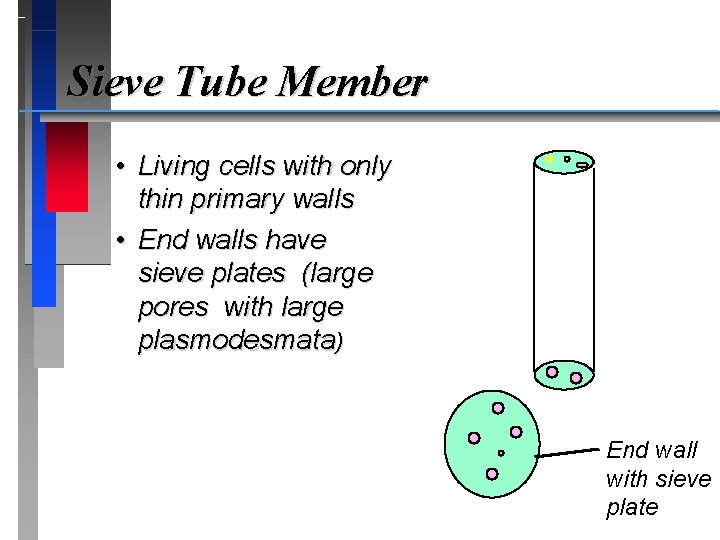 Sieve Tube Member • Living cells with only thin primary walls • End walls