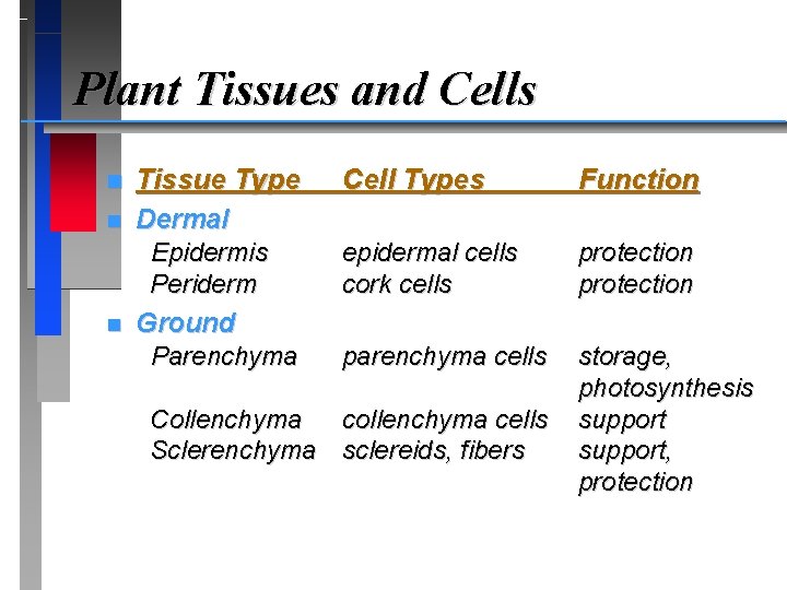 Plant Tissues and Cells n n Tissue Type Dermal Epidermis Periderm n Ground Parenchyma