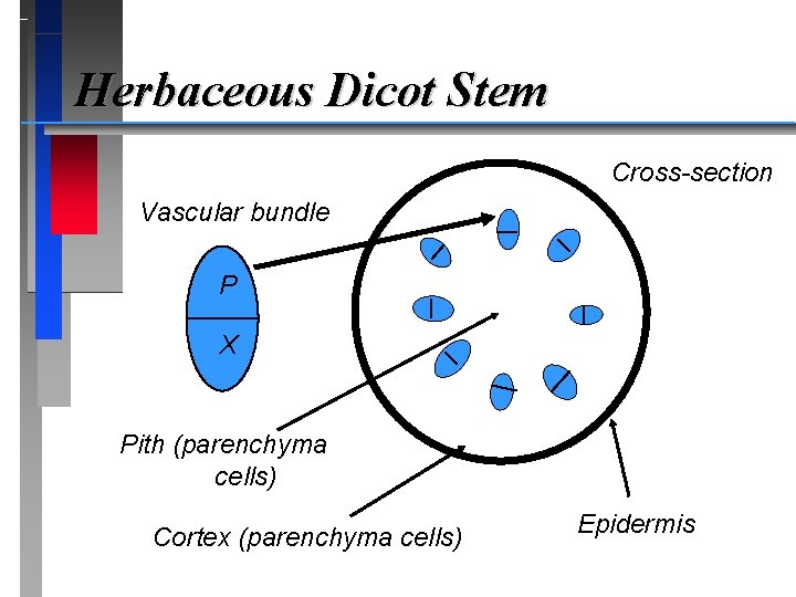 Herbaceous Dicot Stem Cross-section Vascular bundle P X Pith (parenchyma cells) Cortex (parenchyma cells)