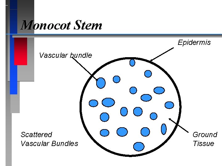 Monocot Stem Epidermis Vascular bundle Scattered Vascular Bundles Ground Tissue 