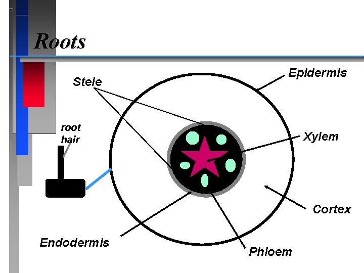 Roots Stele Epidermis root hair Xylem Cortex Endodermis Phloem 