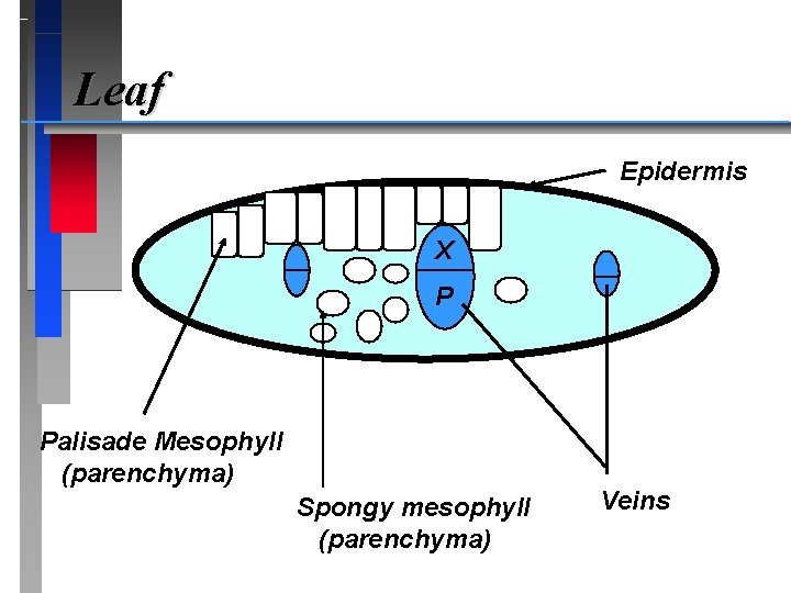 Leaf Epidermis X P Palisade Mesophyll (parenchyma) Spongy mesophyll (parenchyma) Veins 