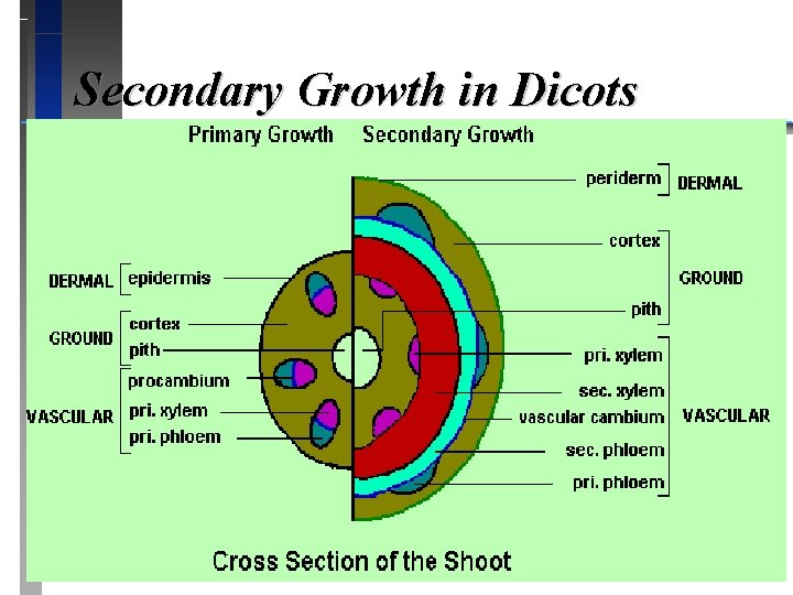 Secondary Growth in Dicots 