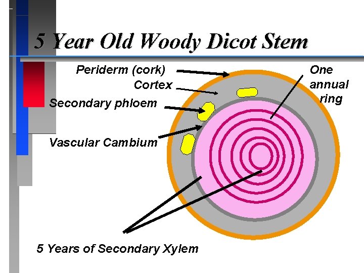 5 Year Old Woody Dicot Stem Periderm (cork) Cortex Secondary phloem Vascular Cambium 5