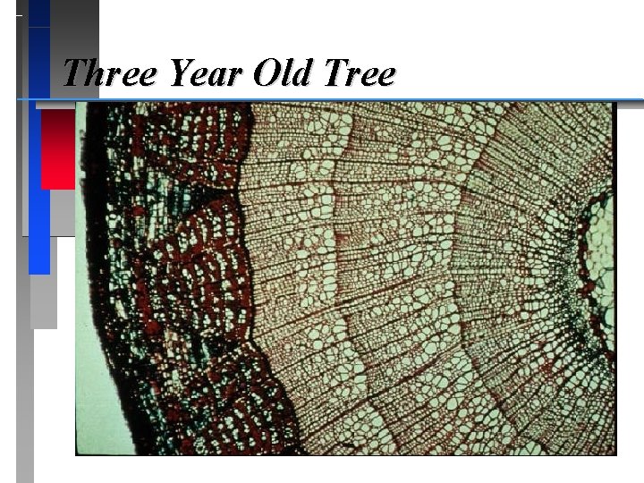 Three Year Old Tree 