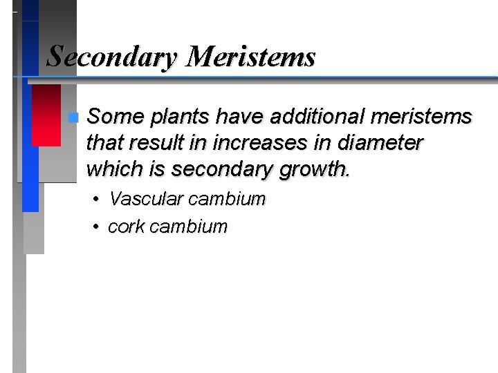 Secondary Meristems n Some plants have additional meristems that result in increases in diameter