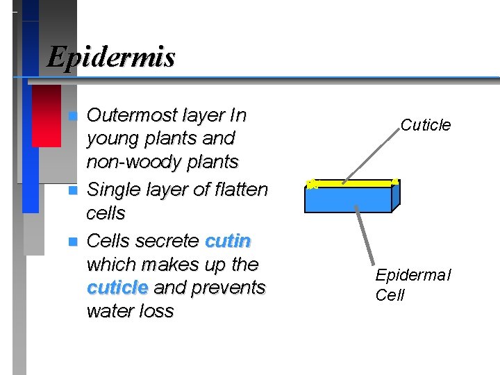 Epidermis n n n Outermost layer In young plants and non-woody plants Single layer