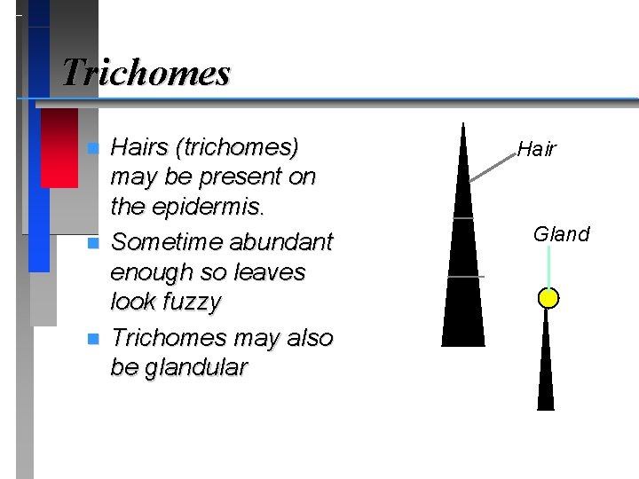 Trichomes n n n Hairs (trichomes) may be present on the epidermis. Sometime abundant