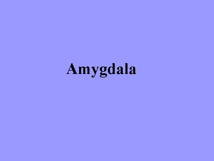 Amygdala 