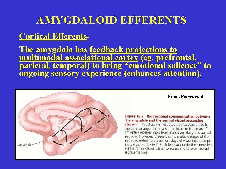 AMYGDALOID EFFERENTS Cortical Efferents. The amygdala has feedback projections to multimodal associational cortex (eg.