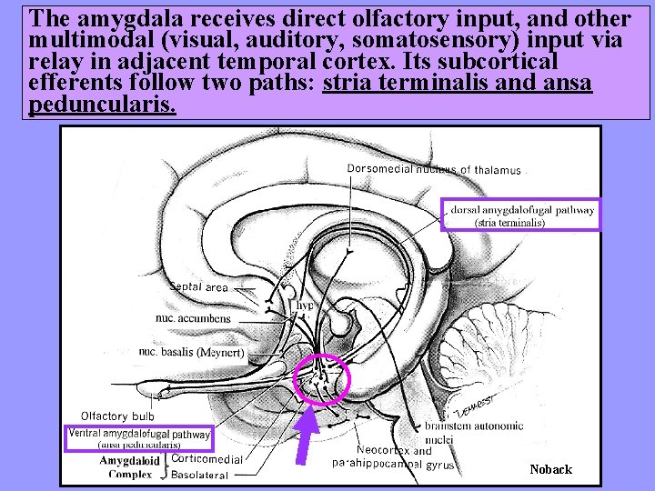 The amygdala receives direct olfactory input, and other multimodal (visual, auditory, somatosensory) input via