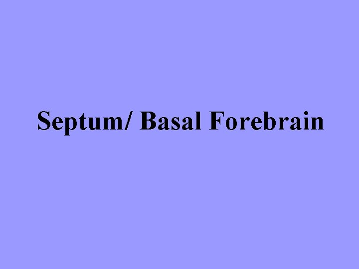 Septum/ Basal Forebrain 