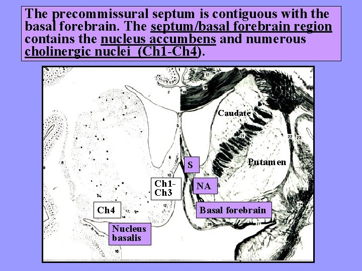 The precommissural septum is contiguous with the basal forebrain. The septum/basal forebrain region contains