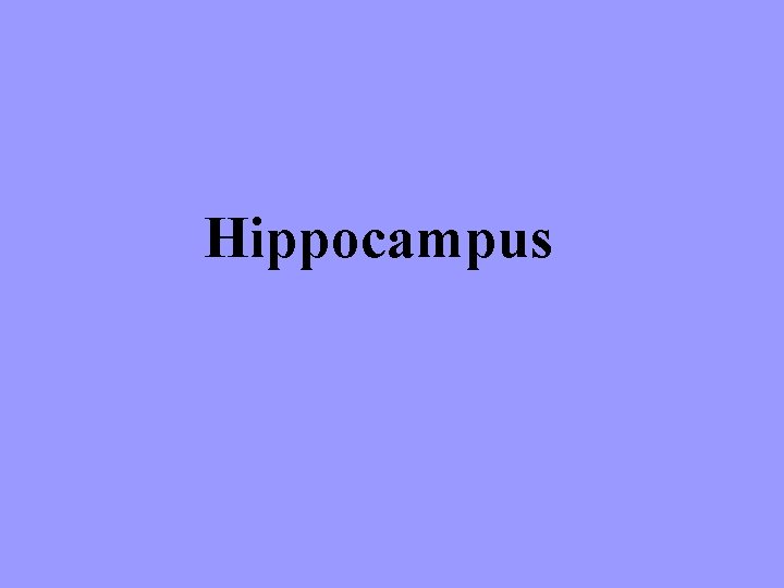 Hippocampus 