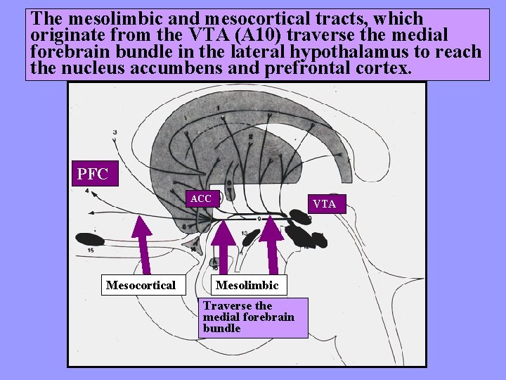 The mesolimbic and mesocortical tracts, which originate from the VTA (A 10) traverse the