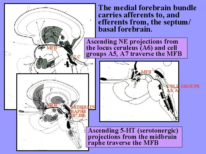 The medial forebrain bundle carries afferents to, and efferents from, the septum/ basal forebrain.