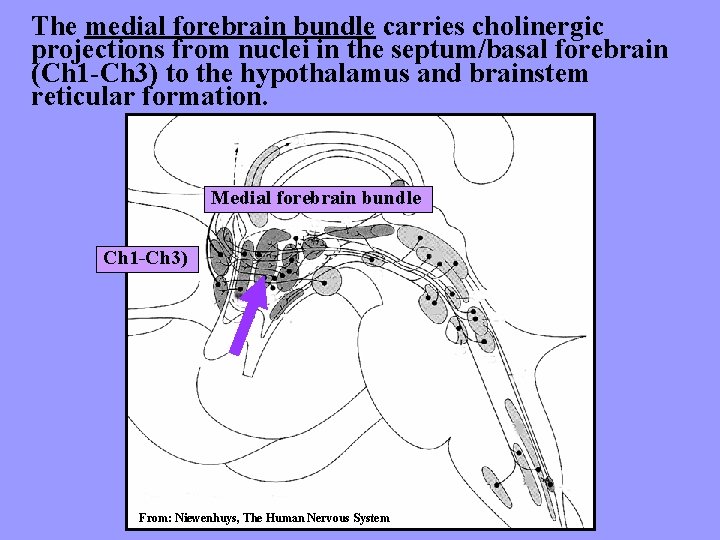 The medial forebrain bundle carries cholinergic projections from nuclei in the septum/basal forebrain (Ch