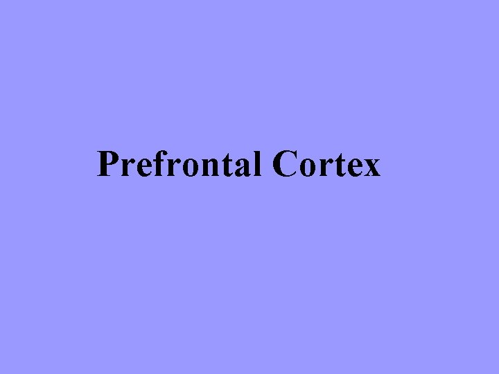 Prefrontal Cortex 