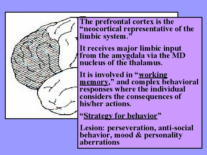 The prefrontal cortex is the “neocortical representative of the limbic system. ” It receives