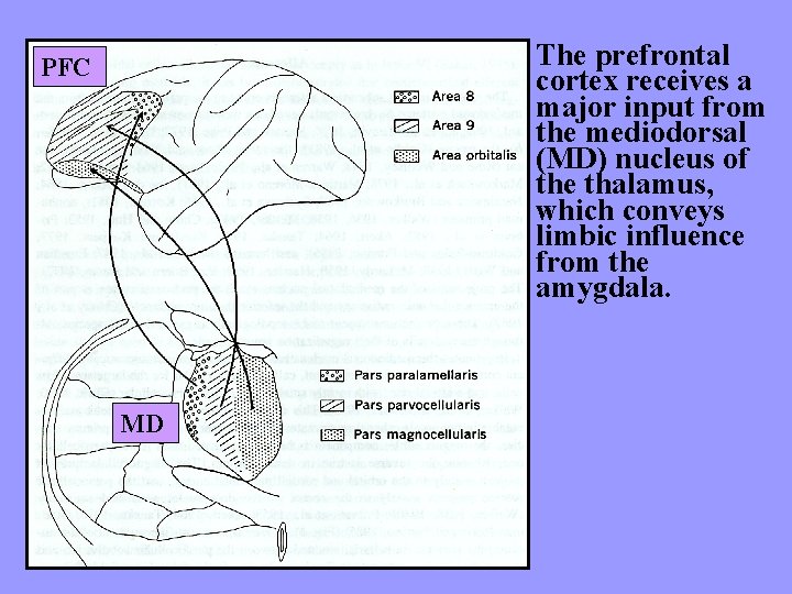The prefrontal cortex receives a major input from the mediodorsal (MD) nucleus of the