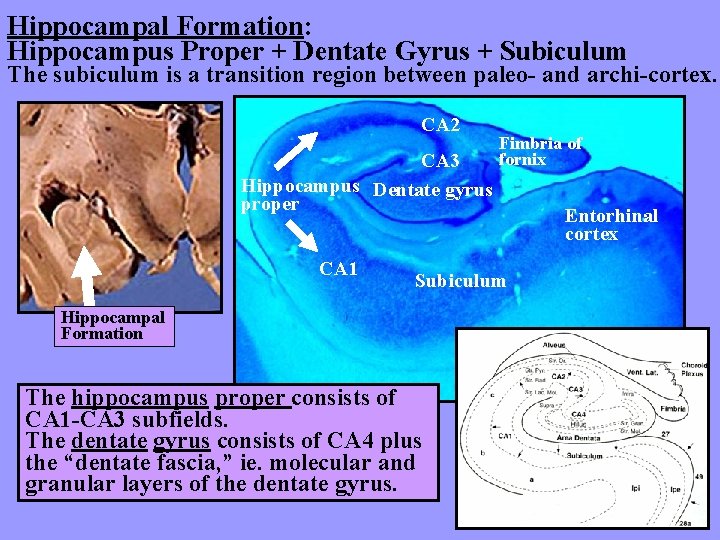 Hippocampal Formation: Hippocampus Proper + Dentate Gyrus + Subiculum The subiculum is a transition