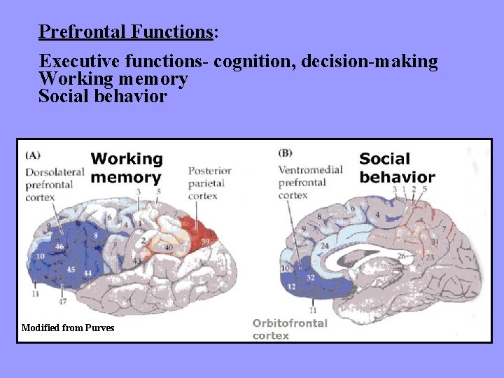 Prefrontal Functions: Executive functions- cognition, decision-making Working memory Social behavior Modified from Purves 