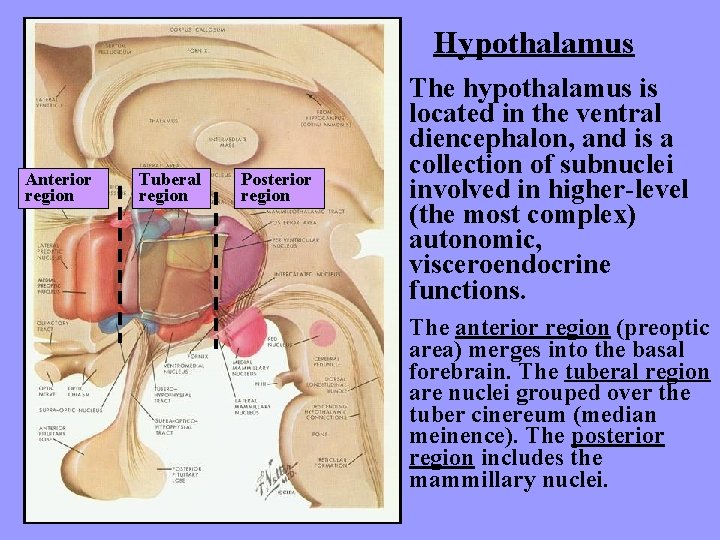 Hypothalamus Anterior region Tuberal region Posterior region The hypothalamus is located in the ventral