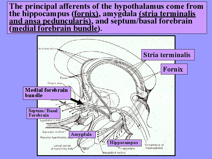 The principal afferents of the hypothalamus come from the hippocampus (fornix), amygdala (stria terminalis