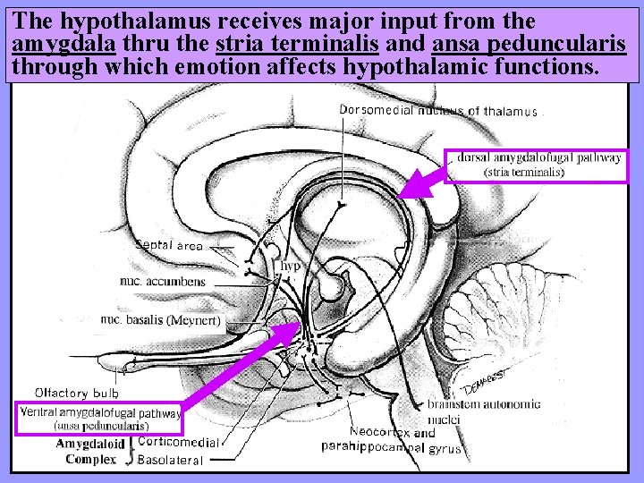 The hypothalamus receives major input from the amygdala thru the stria terminalis and ansa