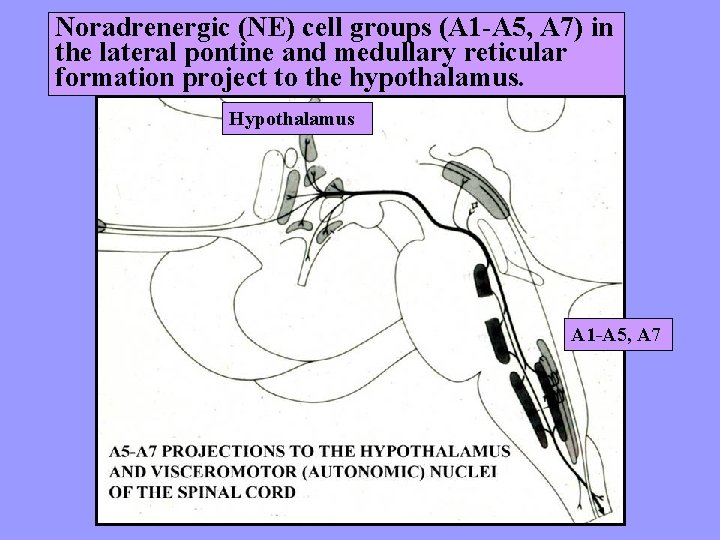 Noradrenergic (NE) cell groups (A 1 -A 5, A 7) in the lateral pontine